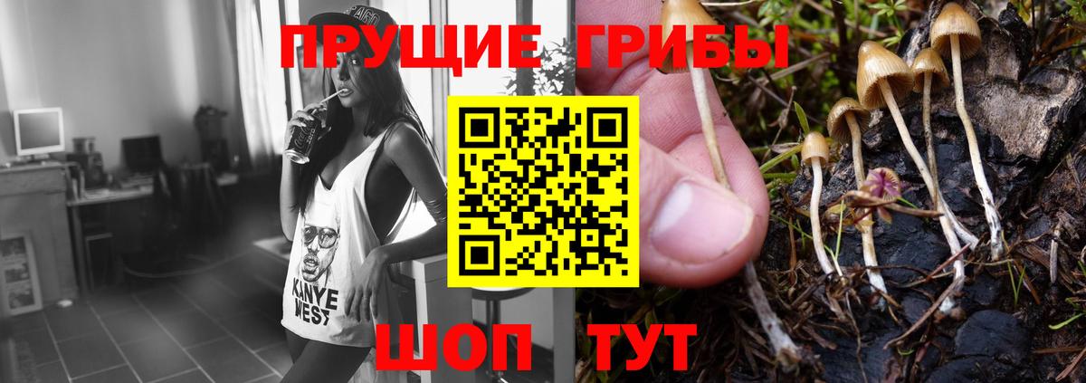 Тула  Галлюциногенные грибы прущие грибы  Вход с VPN  Псилоцибиновые грибы Psilocybe 